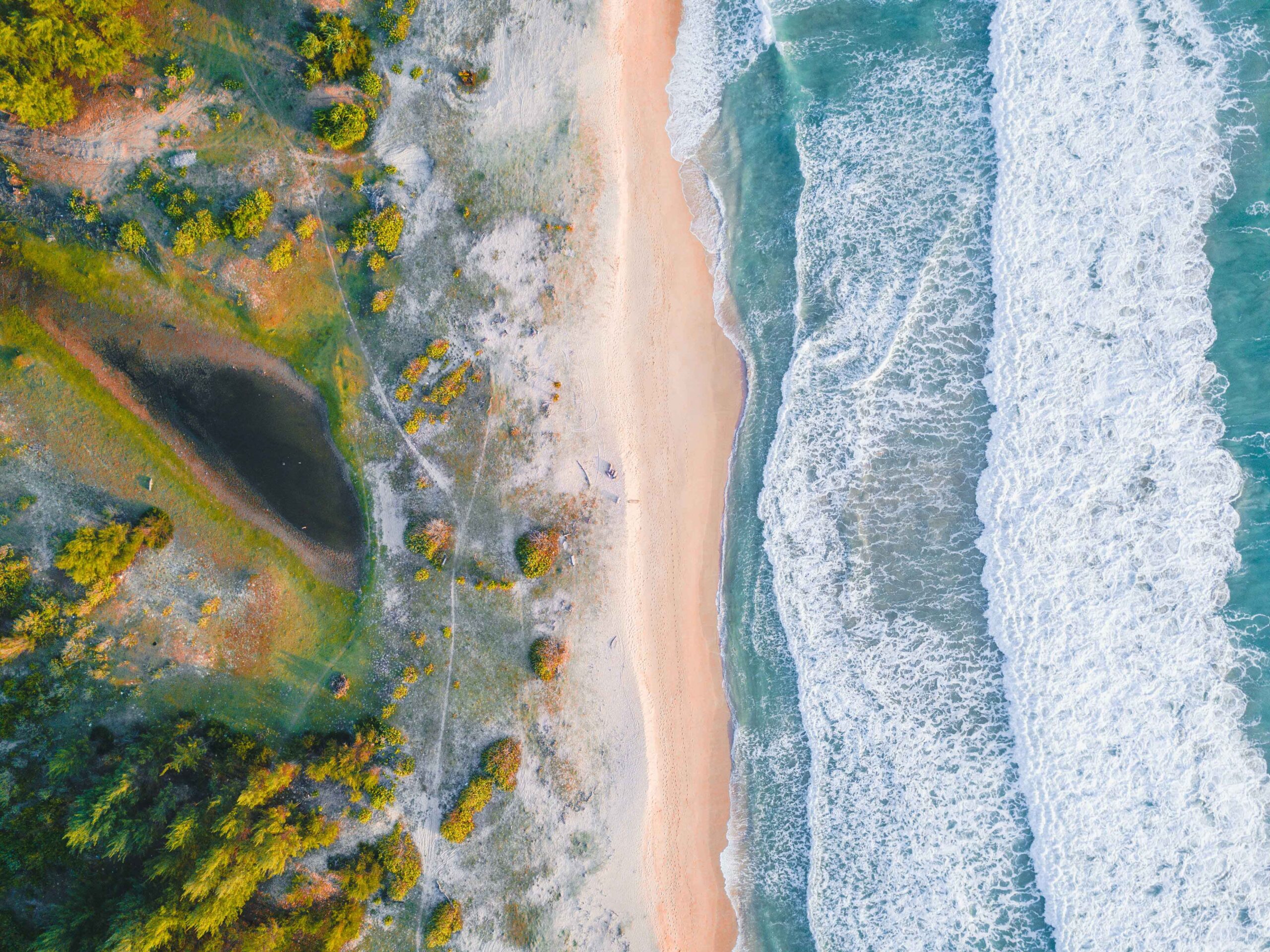 a beach with waves and trees