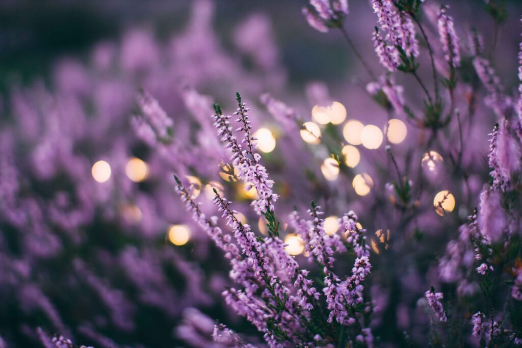 fleurs violettes sur un buisson